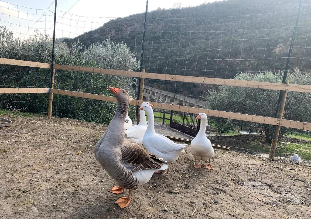 Agriturismo Peq Agri-Resort Tovo Tovo San Giacomo Extérieur photo